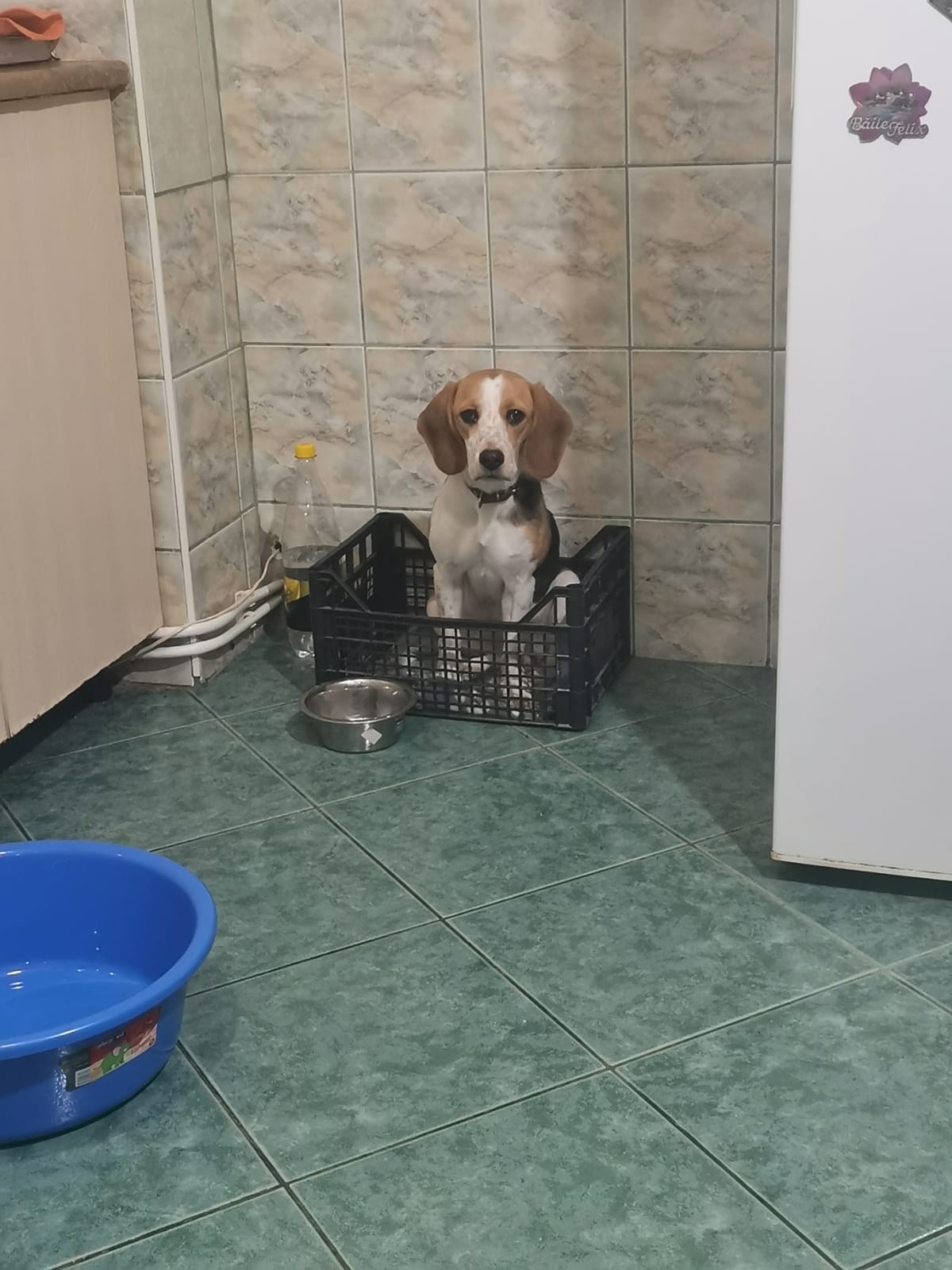 Manichiura semipermanenta